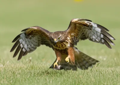 Illustration truss - Image 1