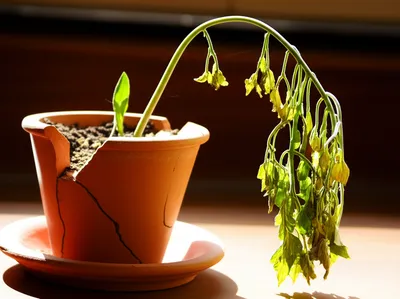 Illustration recovers - Image 1