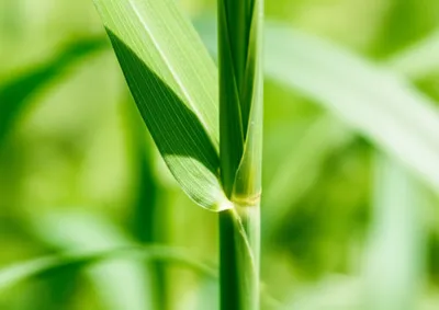 Illustration sheath - Image 1