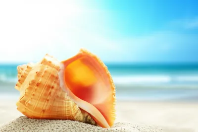 Illustration univalve - Image 1