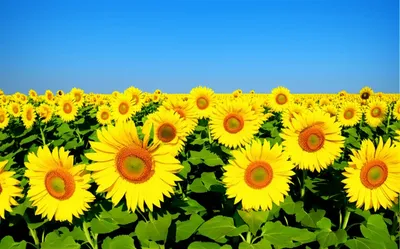 Illustration pretty - Image 1