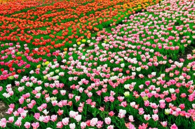 Illustration typography - Image 1