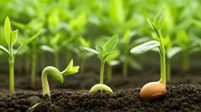 Illustration multiplied