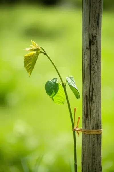 Illustration propping - Image 1