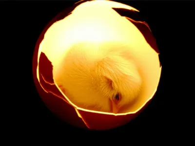 Illustration unhatched