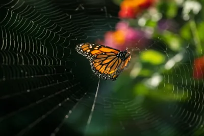 Illustration ensnaring - Image 1