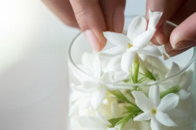 Illustration jasmine - Image 1