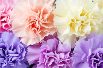 Illustration carnation - Image 1