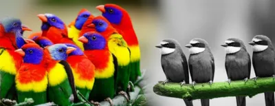 Illustration discriminating - Image 1