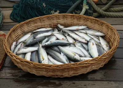 Illustration pads - Image 1