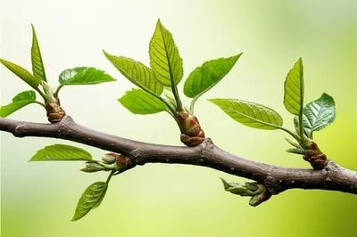 Illustration flesh - Image 1