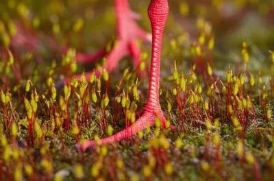 Illustration redshanks - Image 1