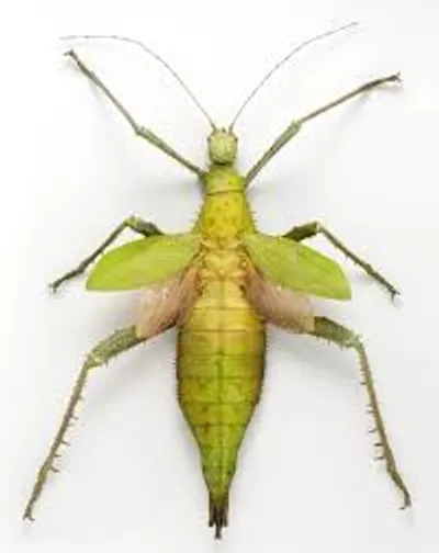 Illustration nymph - Image 2