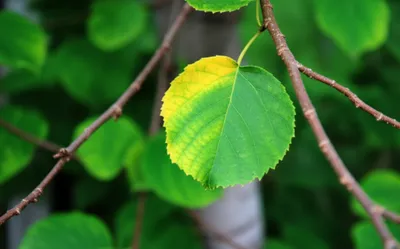 Illustration onset - Image 1