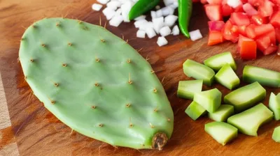 Illustration nopales - Image 1