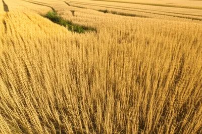 Illustration decimated - Image 1