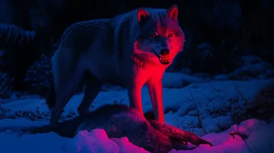 Illustration acharnement