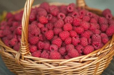 Illustration prickles - Image 1