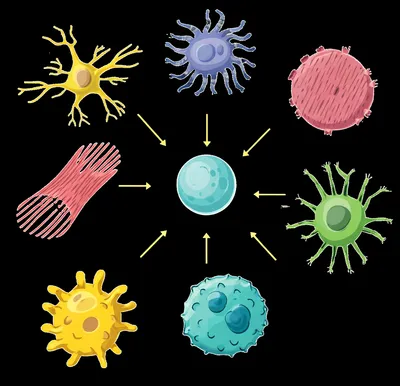 Illustration differentiating - Image 1