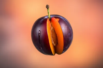 Illustration plum - Image 1