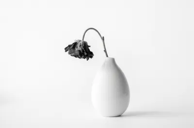 Illustration decerebrates - Image 1