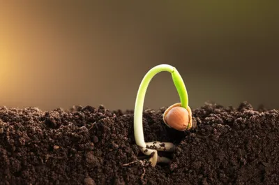 Illustration undergone