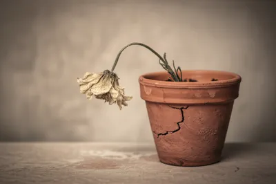 Illustration lo - Image 1