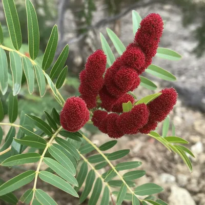 Illustration sumach - Image 1