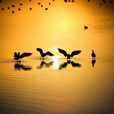 Illustration skimmed - Image 1