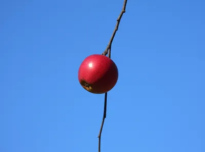 Illustration hanged - Image 1