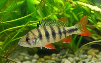 Illustration perch - Image 1