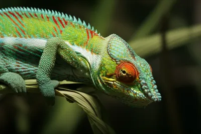 Illustration accommodate - Image 1