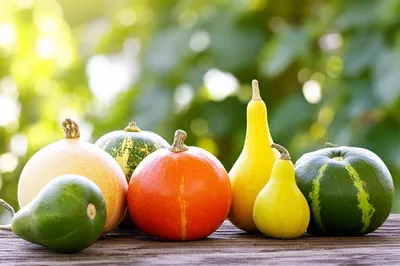 Illustration gourds - Image 1