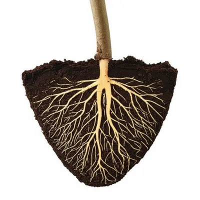 Illustration sole - Image 1