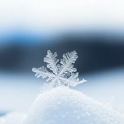 Illustration froze - Image 1