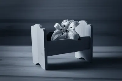 Illustration filicides - Image 1