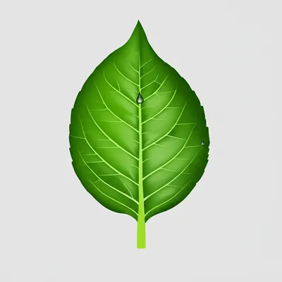 Illustration dried - Image 1