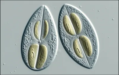 Illustration baguette - Image 1