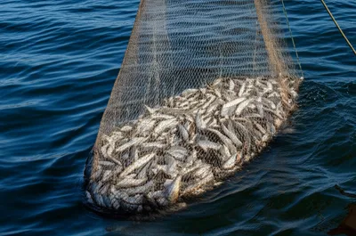 Illustration drafts - Image 1