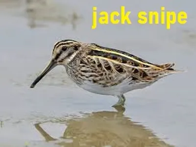 Illustration jack - Image 3