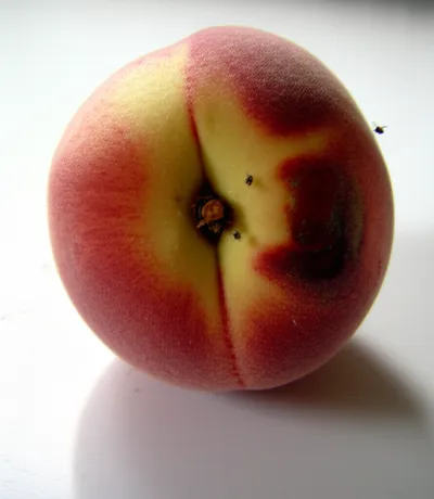 Illustration taint - Image 1