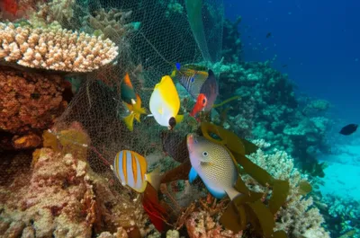 Illustration gillnet - Image 1