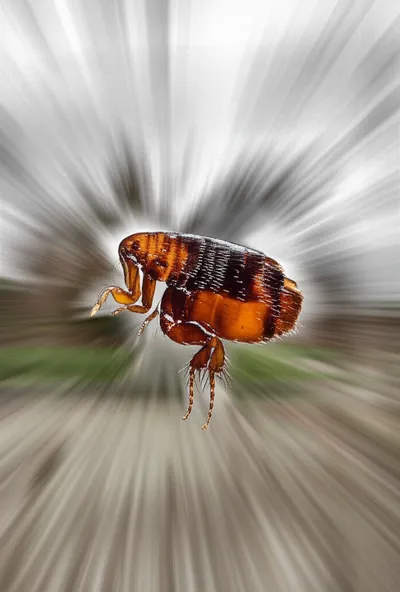 Illustration lops - Image 1