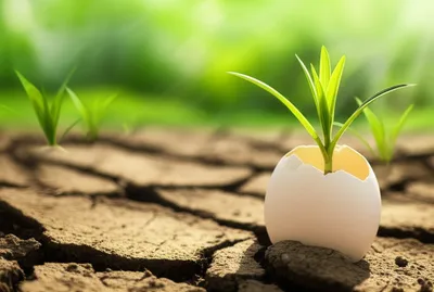 Illustration rebirth