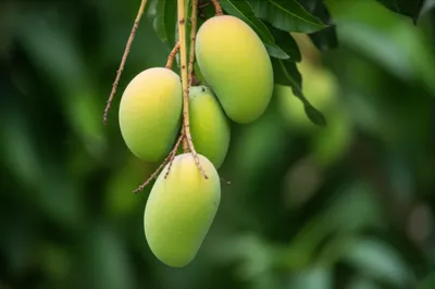 Illustration greener - Image 1