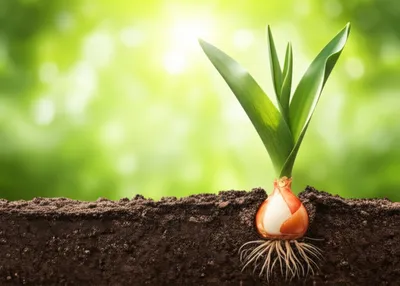 Illustration bulbs - Image 1