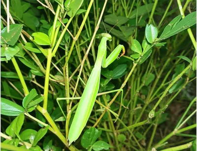 Illustration camouflage - Image 1