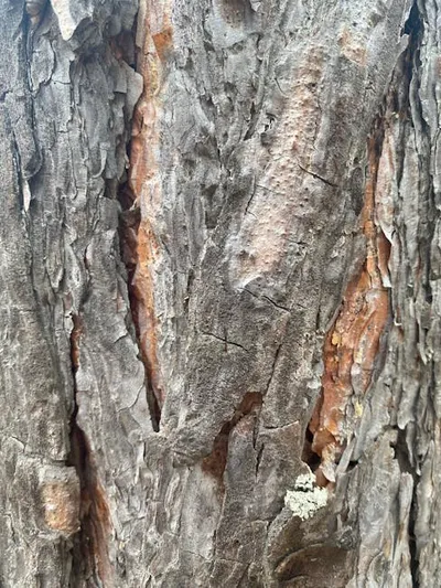 Illustration shedding - Image 2