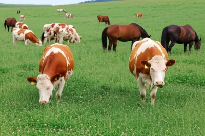 Illustration forages