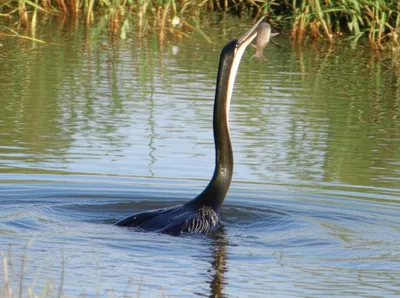 Illustration snakebirds